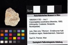 Foto (Objket + Etiketten) von Bullariscus patruliusi (Robins et al., 2013) 